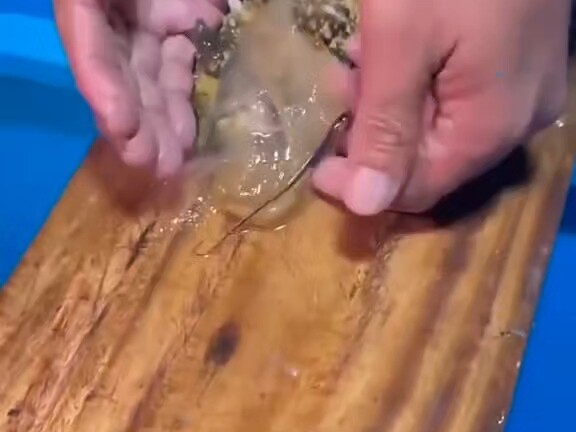 Sea Cucumber Larva