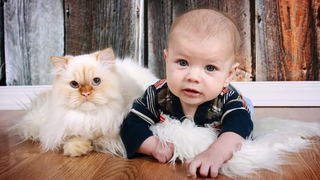 วิดีโอรวบรวมแมวและสุนัขน่ารักรักเด็ก (2017)