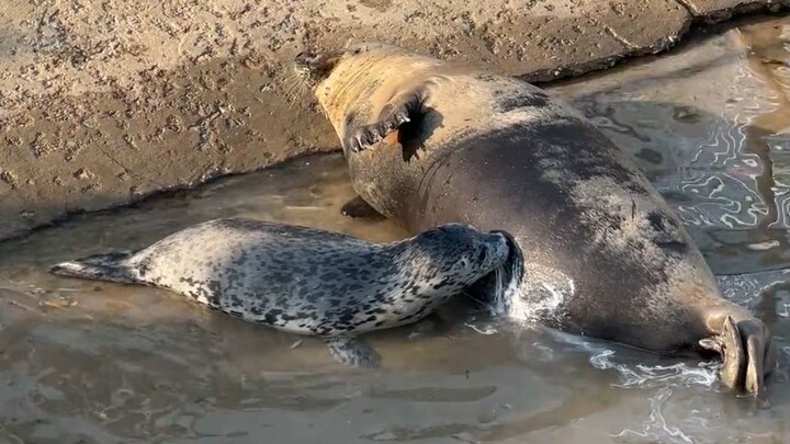 Induk anjing laut mengalami pembengkakan susu, lalu memanggil anaknya untuk menyusu.