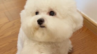 捡了个猫家人们！