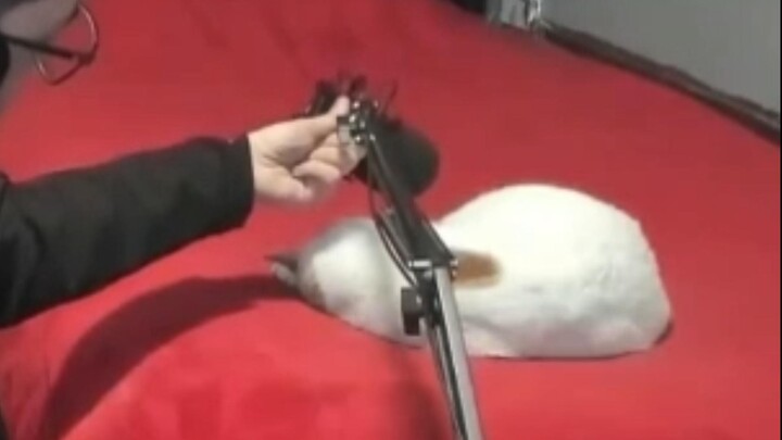 In case you didn’t know, the voice actor for the Minecraft Ghast is actually a cat!