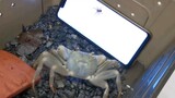 A crab video