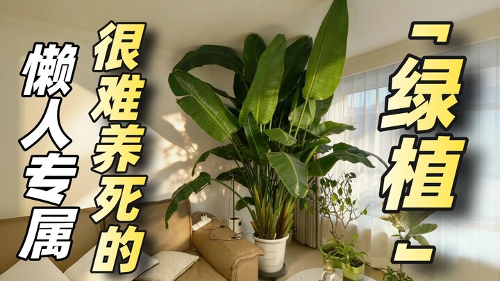 Avoid These Internet-Famous Houseplants—Don’t Grow These Ones!