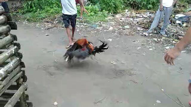 nasubukan ko rin palahi ko