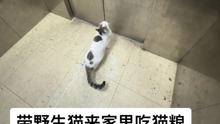 Mèo nhà: Nhà mày thì cứ tự nhiên vào!