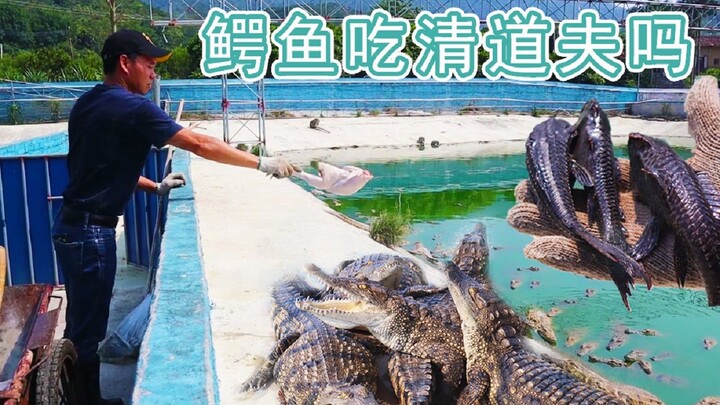 清道夫没有天敌？鳄鱼场的鳄鱼请求出战，就是今天的伙食有点磕牙。