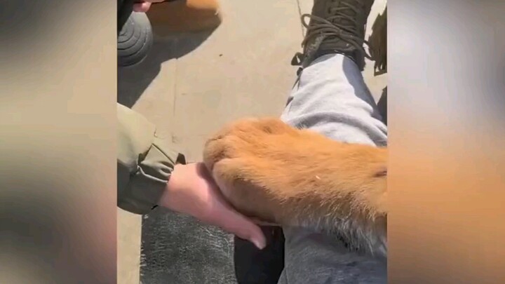 Anak harimau Siberia berinteraksi dengan manis, cakar besarnya membuat semua orang takjub, sambil me