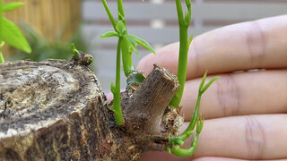 How to prune a money tree