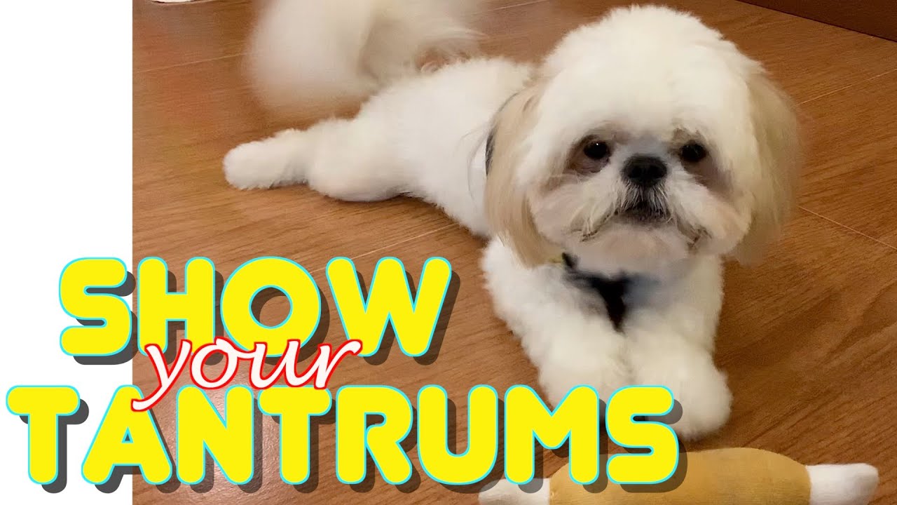 can shih tzu eat cucumbers