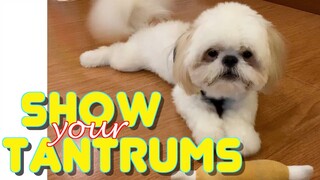 Cute Shih Tzu Puppy Tries To Show His Temper Tantrums (Cute Funny Dog Video)