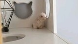 [Động vật]Mèo Munchkin dễ thương