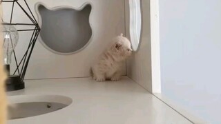 [Binatang]Kucing munchkin lucu