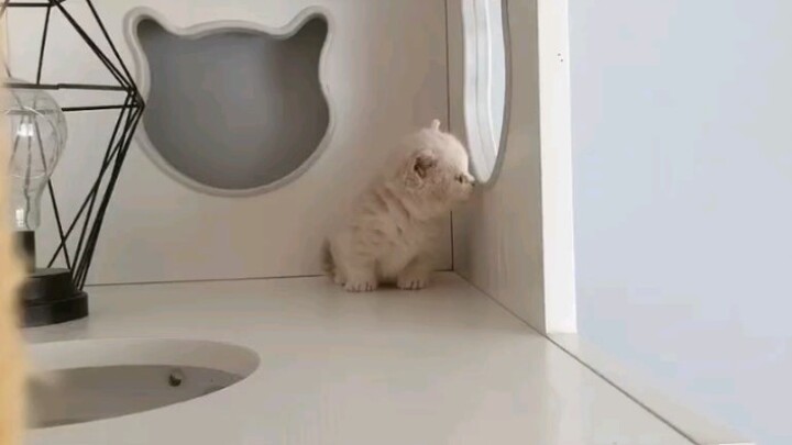 [Animals]Cute Munchkin cat