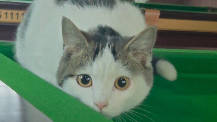 台球馆偶遇绝世豪猫