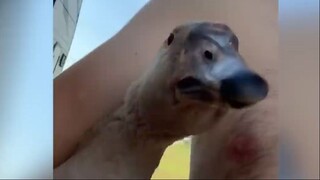 Những con người ngốc nghếch nhất hành tinh #15