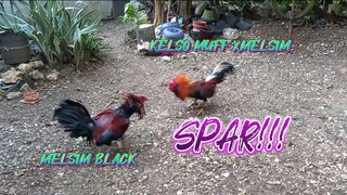 MELSIM BLACK VS KELSO MUFF X MELSIM SPAR!!      JRP BACKYARD