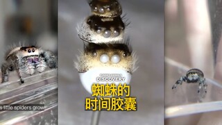 Did you know spiders have their own time capsules?