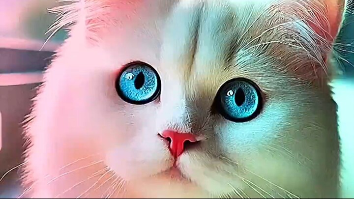 wood changed  #cat #funny #dance #trending #tiktok