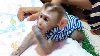 Baby Mino monkey enjoy playing around