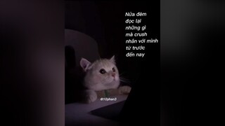 Đồ khốn kípppp 😤 mình đập chetme cậu bi giờ catlover meow meo mèo animals cat xuhuong