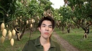 The owner of the mango plantation and his two employees performing pole dancing on the mango tree