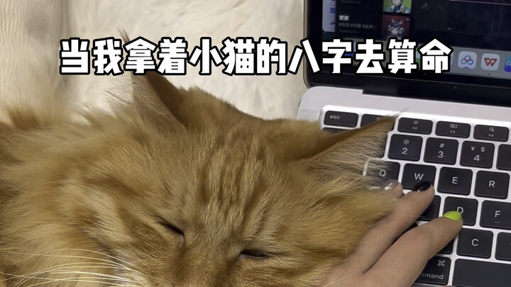 เมื่อฉันเอาตัวเลขมงคลของลูกแมวไปดูดวง
