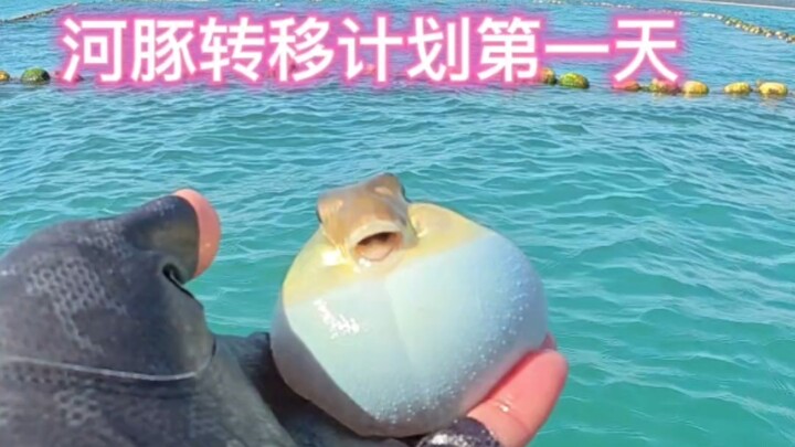 ถ้าเคลื่อนย้ายปลาปักเป้าออกไปทั้งหมด ทะเลแถบนี้ก็จะดีขึ้นแล้ว