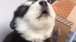 Fierce Roars! A Collection of Cute Animals!