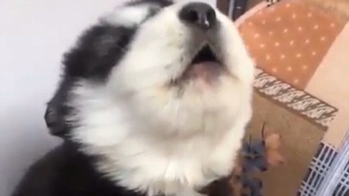 Fierce Roars! A Collection of Cute Animals!