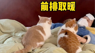 เมื่อฉันมีไข้ติดต่อกันสามวัน แมวของฉัน...