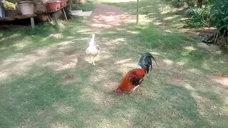 Sparring. 2x white baldado vs possum red 1x winner.