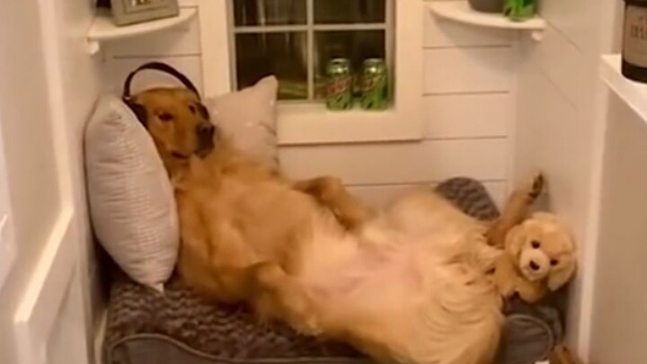 บ้านหมาหรูขนาดนี้ แฮร์รี่ พอตเตอร์ยังต้องอิจฉา!