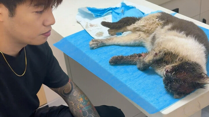 Can this cat, covered in maggots, still survive?