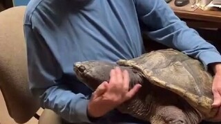 老爷爷花29年养大的乌龟，就喜欢被人抚摸和抱着...