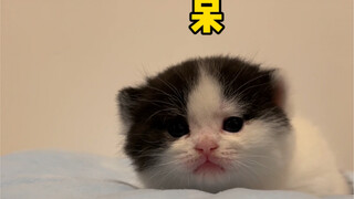 ยินดีต้อนรับสู่พวกเรา คุณโจ๊กเกอร์น้อยที่น่ารัก!