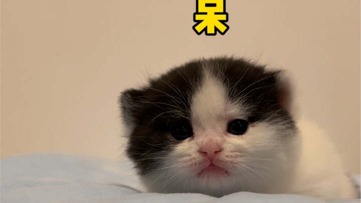 مرحباً بكم في انضمامكم إلينا، أيها المهرجون اللطفاء الأعزاء!