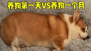 养狗第一天VS养狗一个月