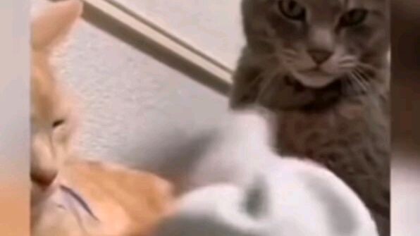 My cats wants to bite me🤣 and this wht happen