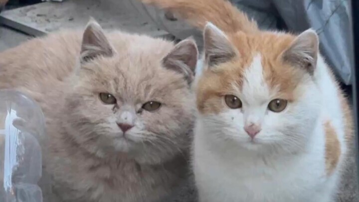 Great! I’m no longer a wild person without a cat!