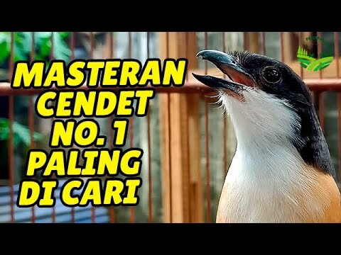 CENDET GACOR FULL ISIAN  COCOK UNTU GURU VOCAL BURUNG KESAYANGAN