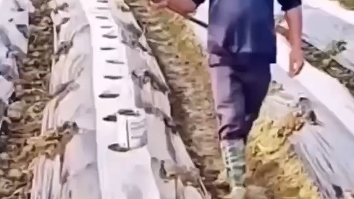 What else could this be but genius?