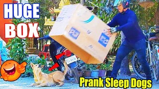 Famous Prank, Huge Box Prank Dog Sleeping Very Funny