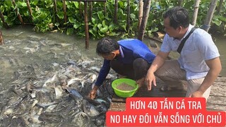 Đàn cá tra thiên nhiên rất tâm linh và thân thiện.!  không chịu đi dù đói hay no vẫn sống với chủ