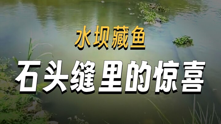 ออกสำรวจตกปลาตามซอกหินในกระแสน้ำเชี่ยวใต้เขื่อน พบแต่ปลานิลป่าทั้งนั้น!!!