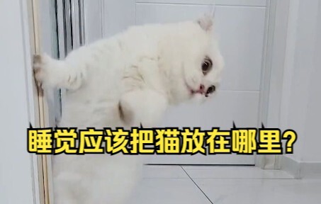 Nên để mèo ở đâu khi ngủ?