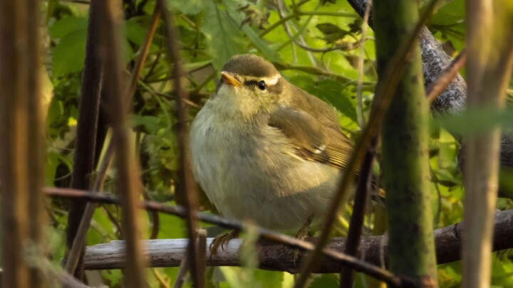 นกกระจิ๊ดระดับตำนาน! อยู่นิ่งๆ ได้สองนาทีเลยถ่ายให้เลย 😘😋