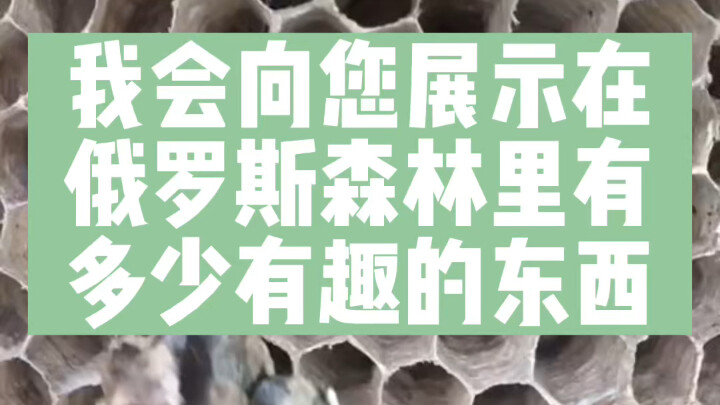 I’ll show you how many interesting things there are in the Russian forest.