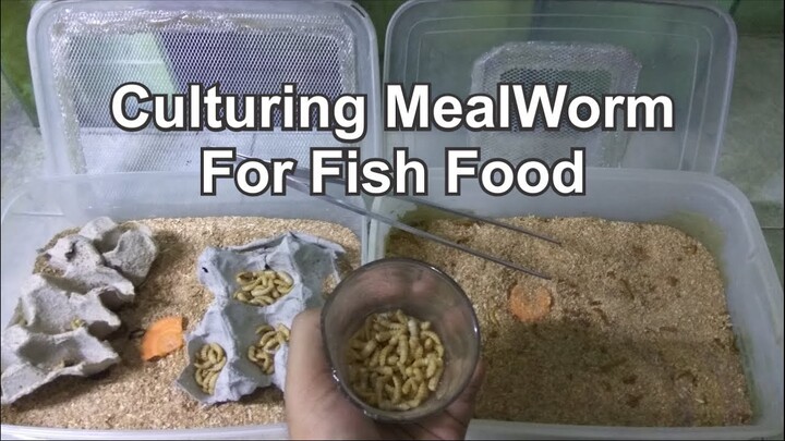 How To Culture MealWorm For Fish Food