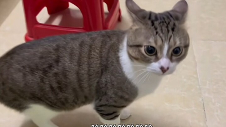 静电毁了猫猫好多温柔……