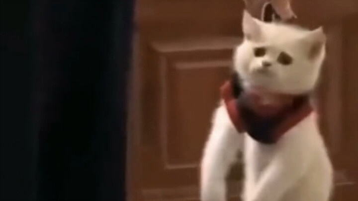 “Kittens are the cutest”